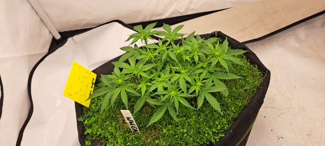 First Grow with the new setup  — auto, day 35