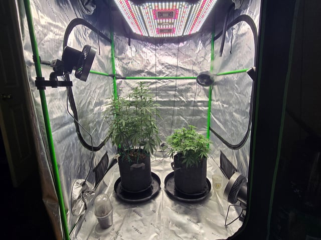 2nd grow round 2 — flower, day 57