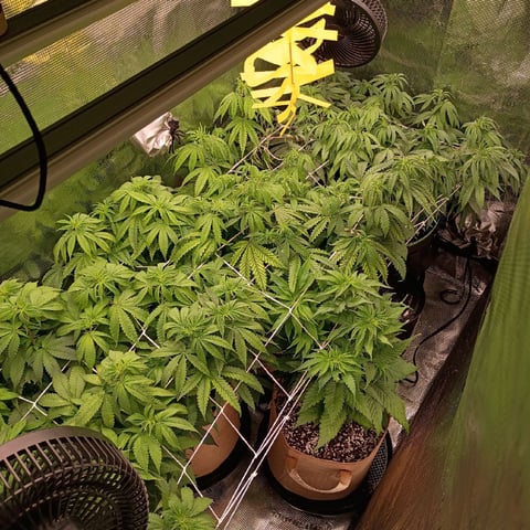 TentPlantLightFan — flower, day 77
