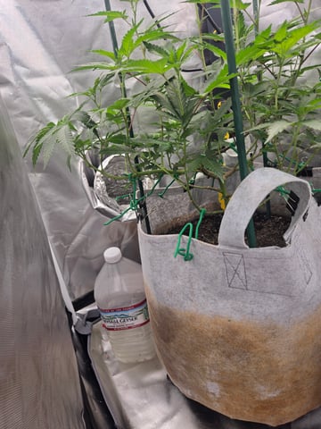 Looking for advice! — flower, day 53