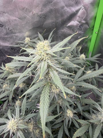 Indoor & Outdoor Grow 6