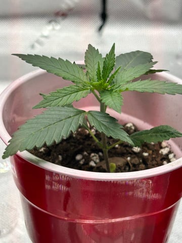 First Ever Grow GT — seedling_rooting, day 20