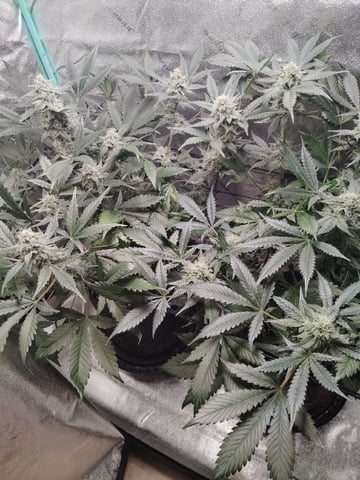 LSD Auto