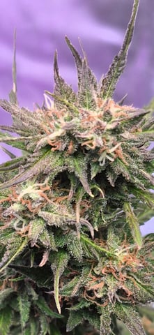 First "Auto" Grow — flower, day 80