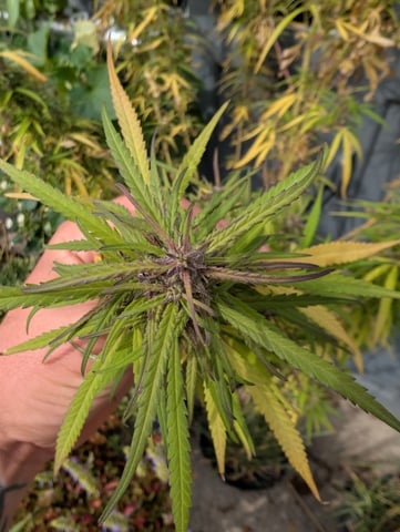 outdoor — flower, day 160