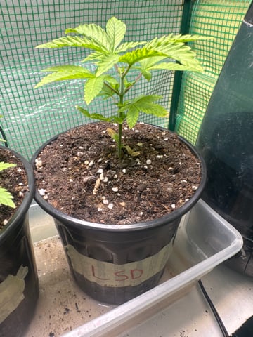 first indoor — vegetative, day 25