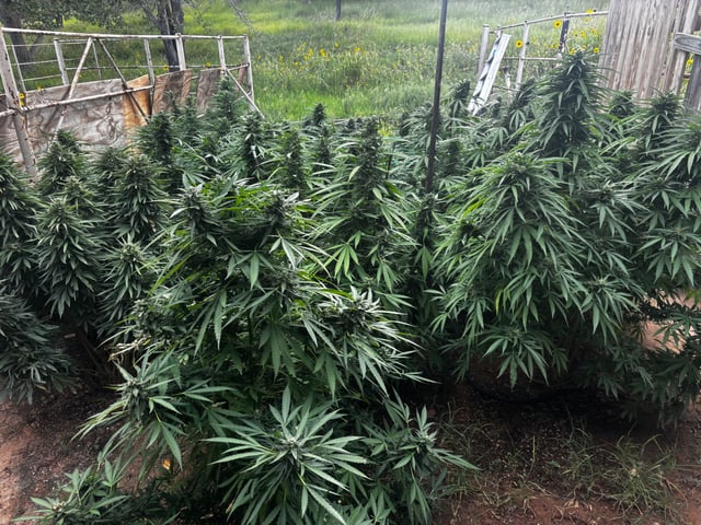 Outdoor Grow — flower, day 175