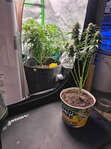 My Second Indoor — vegetative, day 79