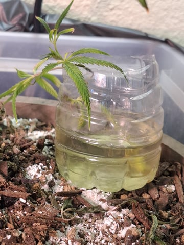 Sub Zero#12 Photoperiod Grow — vegetative, day 131
