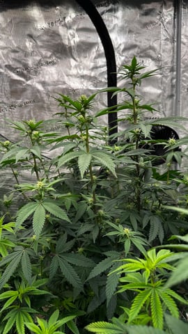 Clones Fat Bastard Clones 