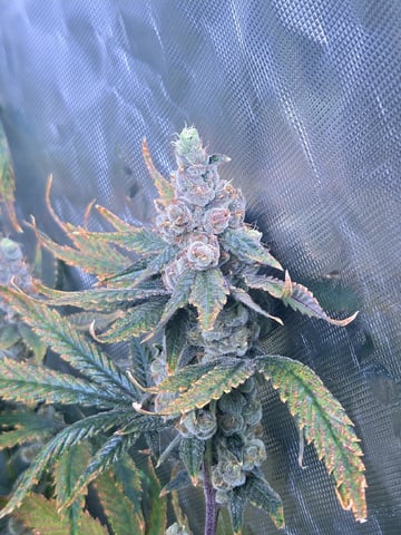 Funk Mountain 2 — flower, day 63