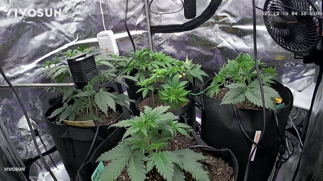 Auto Flower — vegetative, day 16
