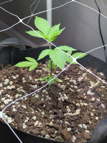Audrey III — vegetative, day 47