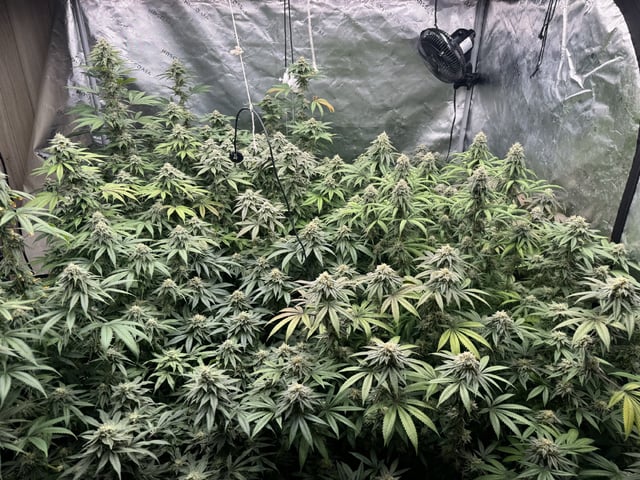 7 Strains 14 Plants  — flower, day 134