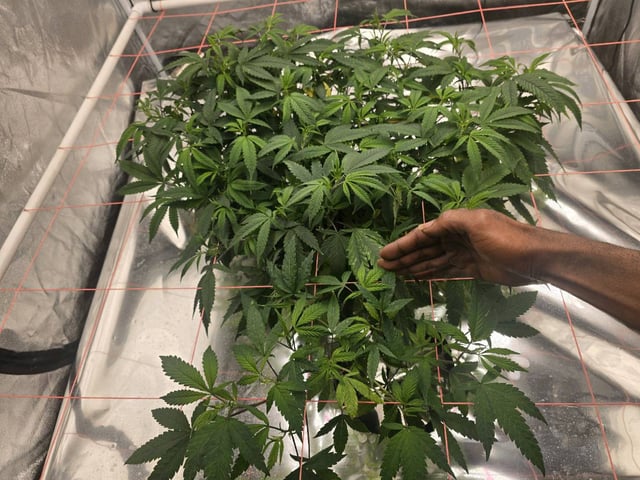 Platnium Jelly — vegetative, day 46