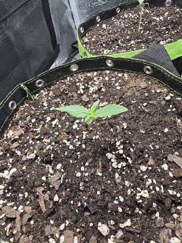  1 Blue Zushi x Venom & 1 Jack Here x Strawberry Cookies OG — vegetative, day 10