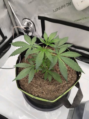 Critical Runtz ( Sensi Seeds ) — vegetative, day 12