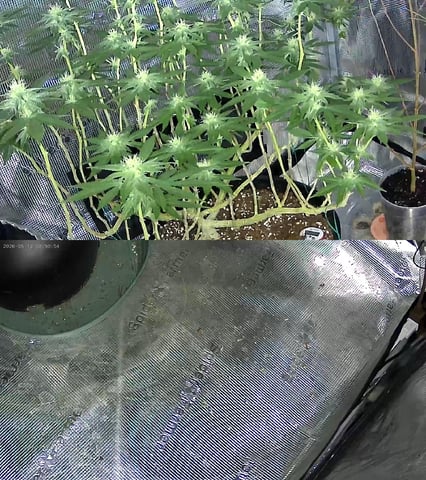  sour diesel  — flower, day 117