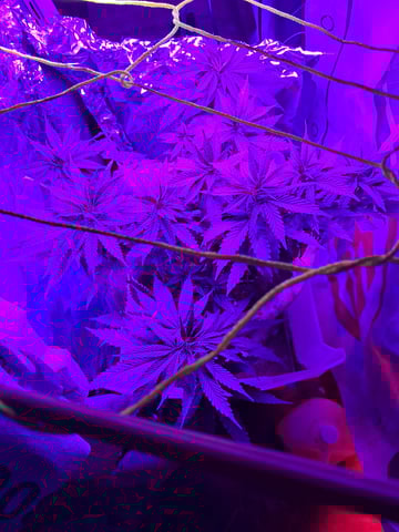 1st successful attempt  — flower, day 70