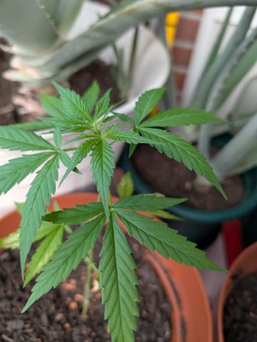 My First Grow 🪴 April '26 — vegetative, day 38
