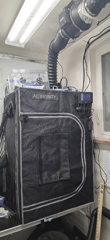 Girl Scout Cookies  — vegetative, day 77