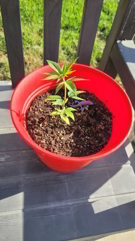 Poison Rainbows — vegetative, day 45