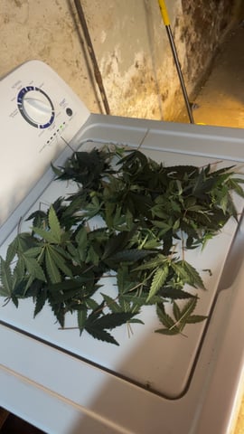 blueberry cupcake  — vegetative, day 51