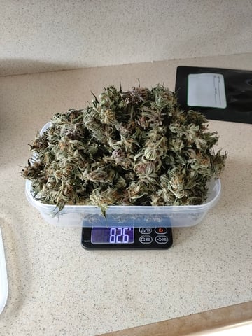 Banana Purple Punch Auto