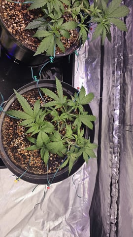 Amnesia Haze Run — vegetative, day 25