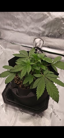 first grow — vegetative, day 25