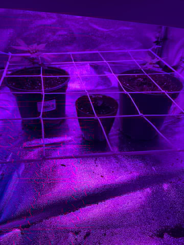 First attempt grow 😶‍🌫️ — vegetative, day 21