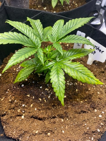 LiLBruh Cannabis — seedling_rooting, day 15