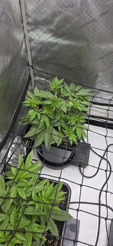 Lime Rian. — vegetative, day 36