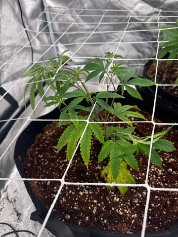 first indoor — vegetative, day 41