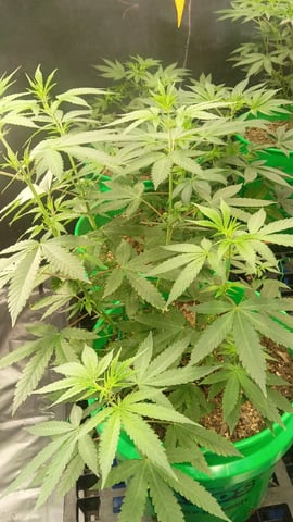 Third Grow — flower, day 60