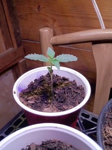First Grow