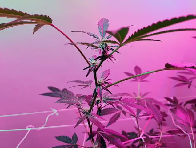 Started from clone 5/20 (Blood Diamond OG)  — flower, day 1