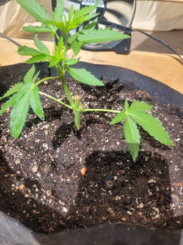 Making Crosses  — vegetative, day 55