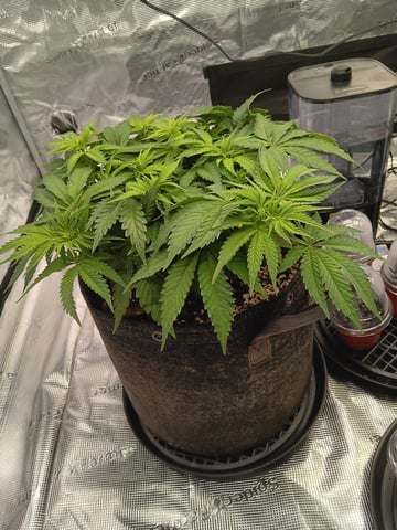 Master Kush — vegetative, day 36