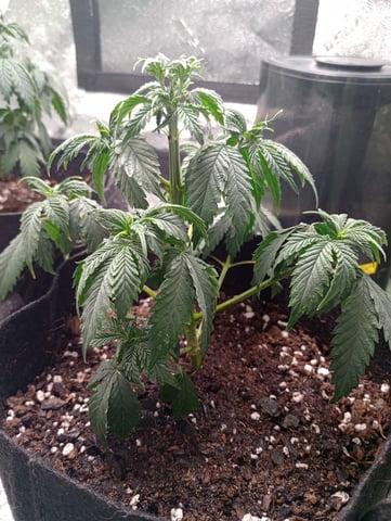 All Aboard!!! — vegetative, day 33