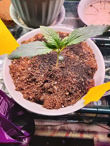 Blackberry kush — seedling_rooting, day 18