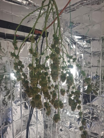 Astro cheese — harvest, day 156