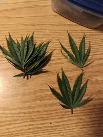 Starfighter/Ohio Guptilla Hybrid — flower, day 4