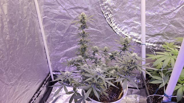 first grow adventure  — flower, day 58
