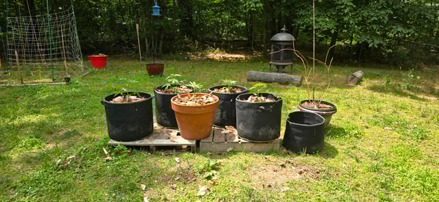 outdoor grow — vegetative, day 15