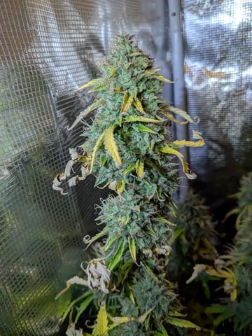 first grow — flower, day 80