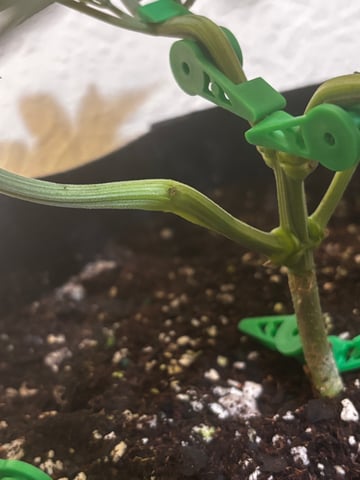 Outdoor Grow — vegetative, day 33