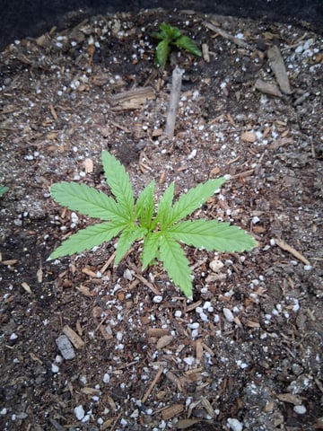 2026 Grow — grow_setup, day 2