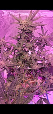 Jelousy Fast(Photo) & Ultra Voilet (Auto) — flower, day 11