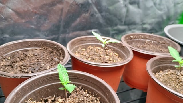 4 Plant Maddog724 Batch 0001-01 — seedling_rooting, day 8